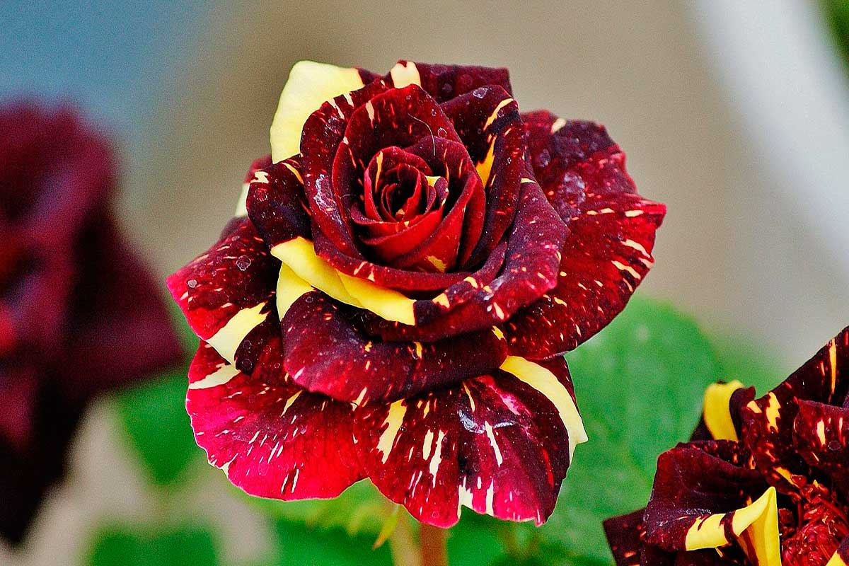 Salar-Ataie-Bandari-Día-de-las-madres-en-Irán