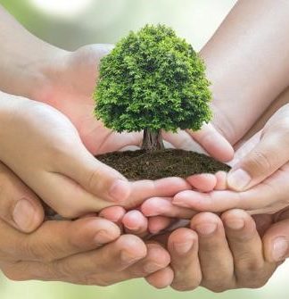 La reforestación como parte de la Responsabilidad Social Empresarial – Fundación Yammine