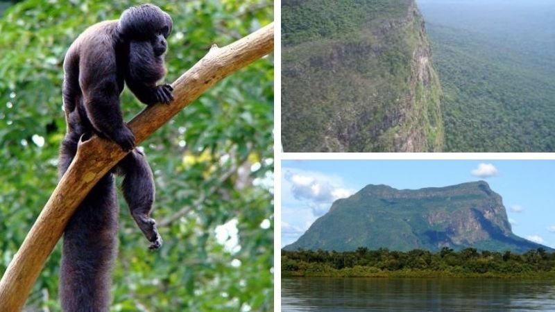 Yammine: El Parque Nacional Yapacana y sus problemas ambientales