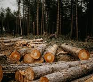 Los efectos de la deforestación en la biodiversidad y cómo contribuir a la conservación de los bosques