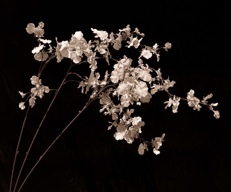 Vik Muniz. Flora industrialis. Museo Universidad de Navarra