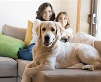 Cómo saber si tu seguro del hogar incluye la cobertura de responsabilidad civil para tu perro: Protege a tu mascota y tu patrimonio - Hjalmar Gibelli