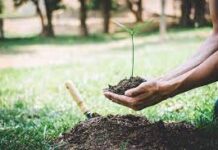 La Reforestación como Parte de la Responsabilidad Social Empresarial: Compromiso con el Medio Ambiente y las Comunidades 