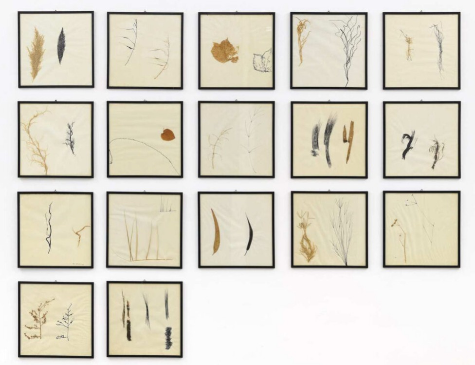 Elisa Montessori. Erbario, 1978