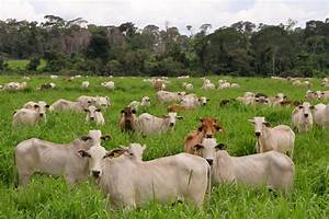Los Beneficios de la Ganadería Sostenible para el Medio Ambiente: Un Camino Hacia la Coexistencia Armoniosa 