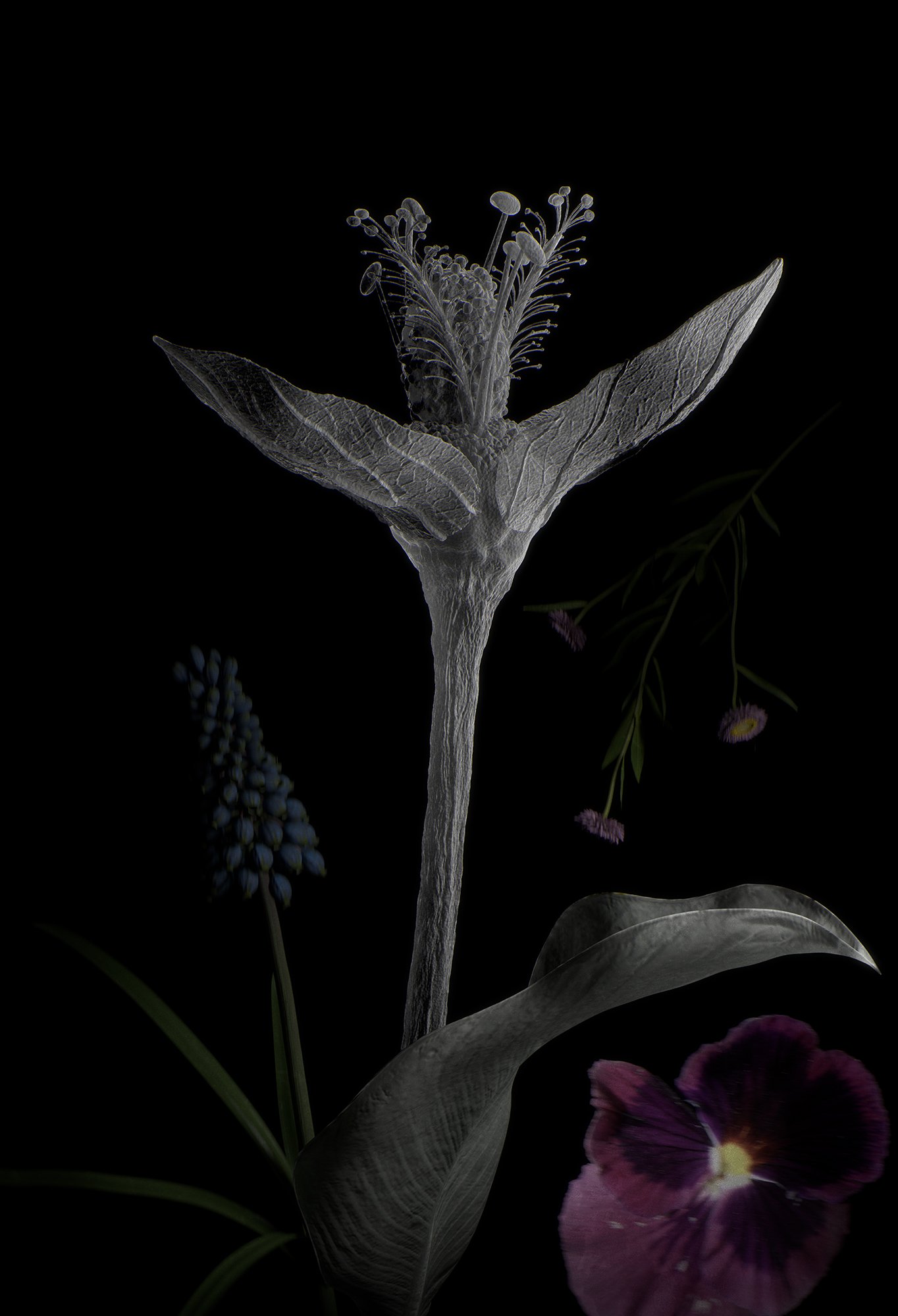 Beatriz Ruibal. Olivo’Olea europaea