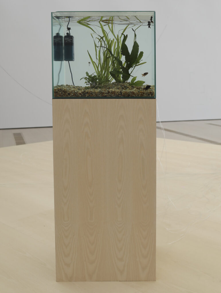 Yuko Mohri. Flutter, 2018 - 2025. Fotografía: Belén de Benito