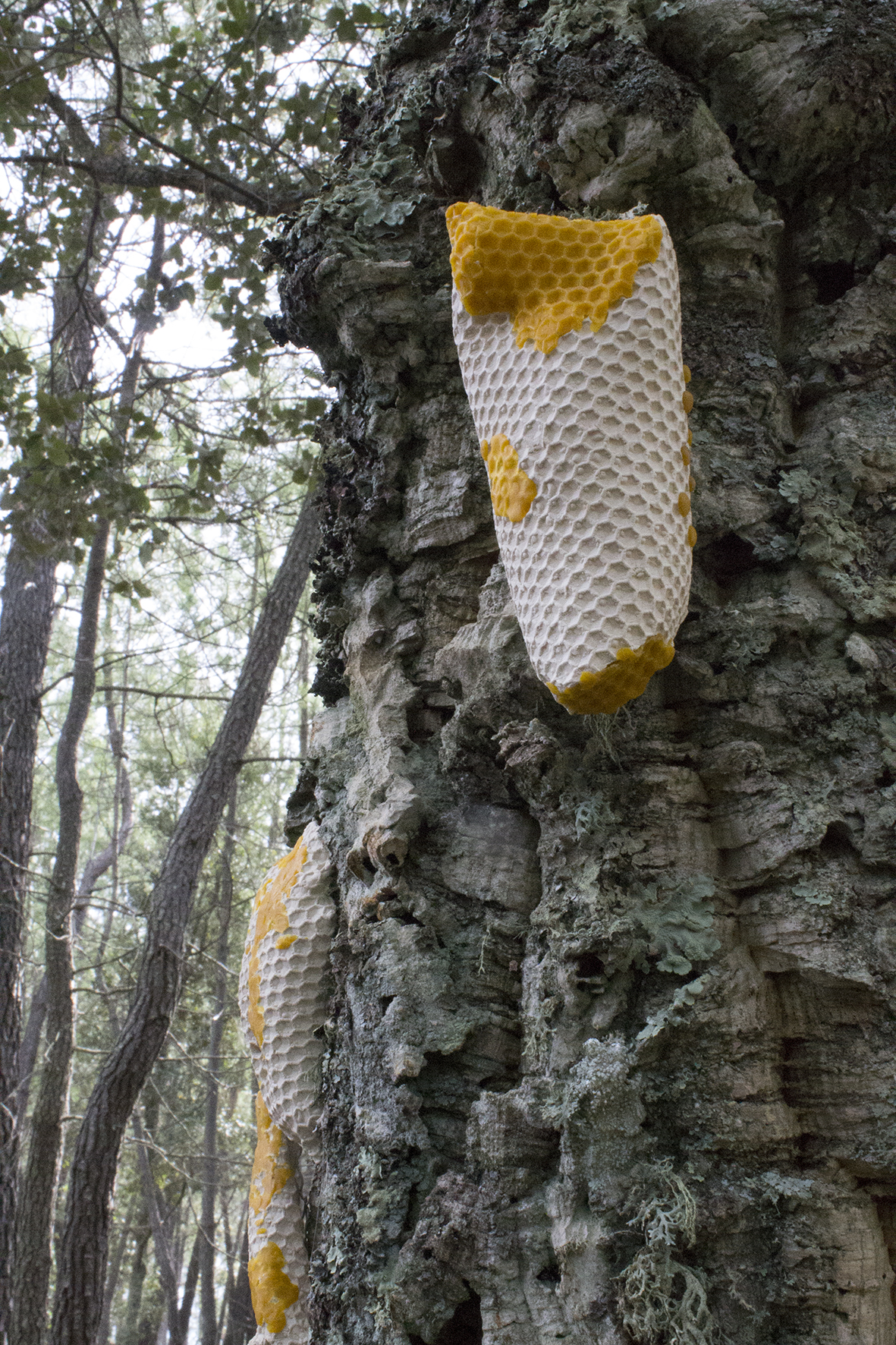 Laura Segura Gómez. Azufre, mercurio y sal, 2024. Valdelarte Centro de Arte Contemporáneo Medioambiental