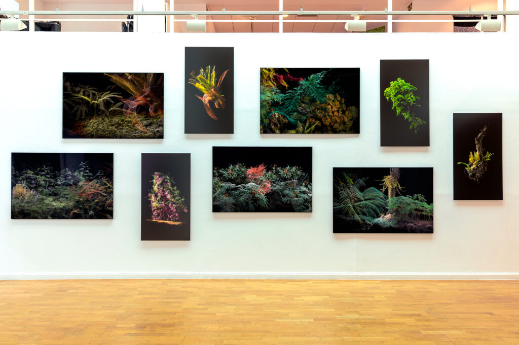 Cristóbal Ascencio. Las flores mueren dos veces. "Estrategias de recuperación", Instituto Cultural de México en España, Madrid, 2025