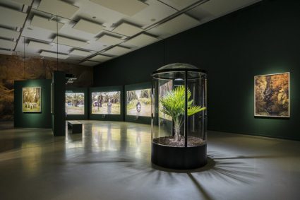 Yann Gross y el imperio de la palmera, en La Casa Encendida