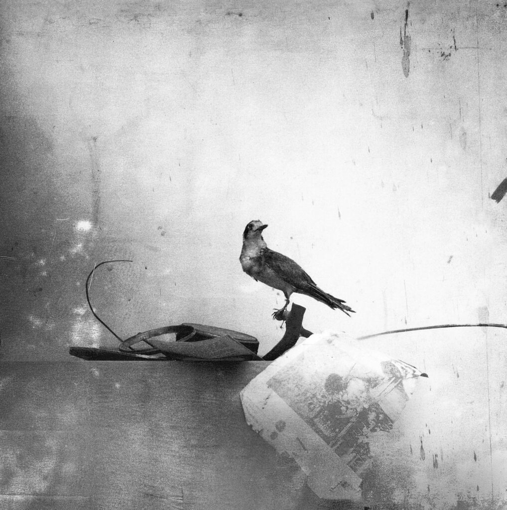 Manuel Franquelo. Naturaleza muerta con pájaro, 2003. Cortesía del artista © Manuel Franquelo, VEGAP, Málaga, 2026