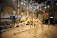 Se inaugura la segunda parte de la muestra “Vertebrados, Anatomía–Evolución–Extinción” en el Museo Nacional de Historia Natural