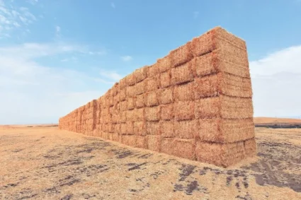 Cinco materiales de origen vegetal que están entrando en la edificación
